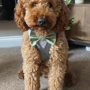 Tuxedo Wedding Dog Harness in Grey Silk Satin with Bow Wedding Dog Tuxedo Harness CHOICE of COLOURS Best Dog Made to MEASURE