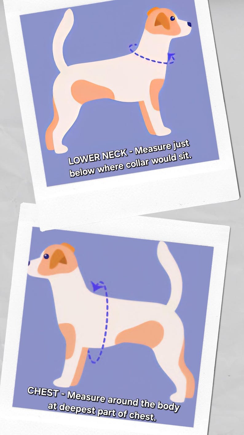 Ivory Wedding Dog Harness in Ivory White Silk Satin with Sailor Bow and Pearls Wedding Dog Outfit CHOICE COLOURS Made to Measure Bridesmaid image 7