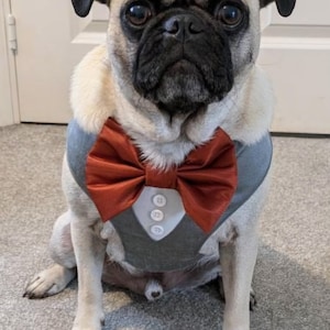 Tuxedo Wedding Dog Harness in Grey Silk Satin with Bow Wedding Dog Tuxedo Harness CHOICE of COLOURS Best Dog Made to MEASURE