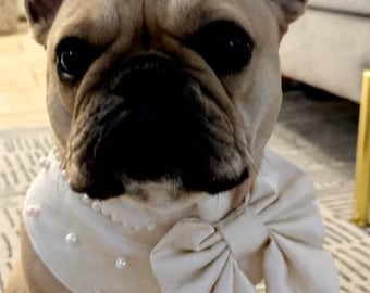May include: A French bulldog wearing a white pearl-embellished collar with a large bow. The dog is looking directly at the camera.