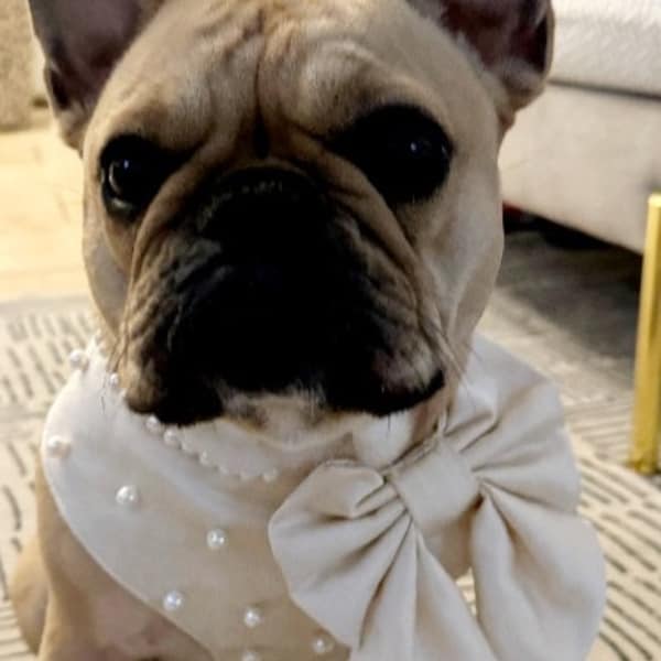 Wedding Dog Harness in Ivory White Silk Satin with Ivory Sailor Bow and Pearls Wedding Dog Outfit  CHOICE of COLOURS Ring Pillow ADD On