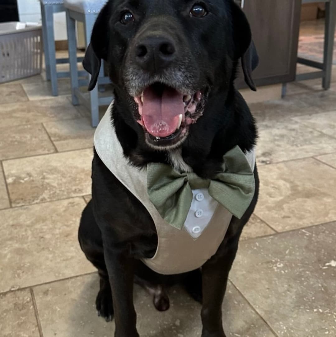 Tuxedo Wedding Dog Harness in Beige Natural Linen Colour Shot Silk