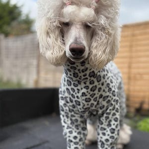 Standard Poodle Dog Winter Coat - Etsy Canada