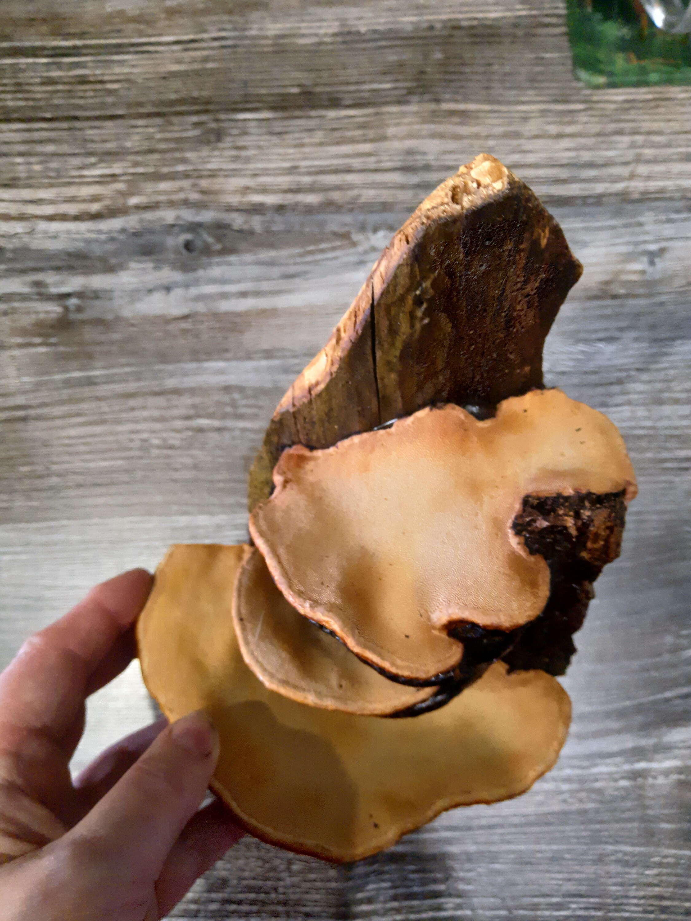 Decorative mushroom shelves shelf decor Mushroom Shelf Forest Etsy