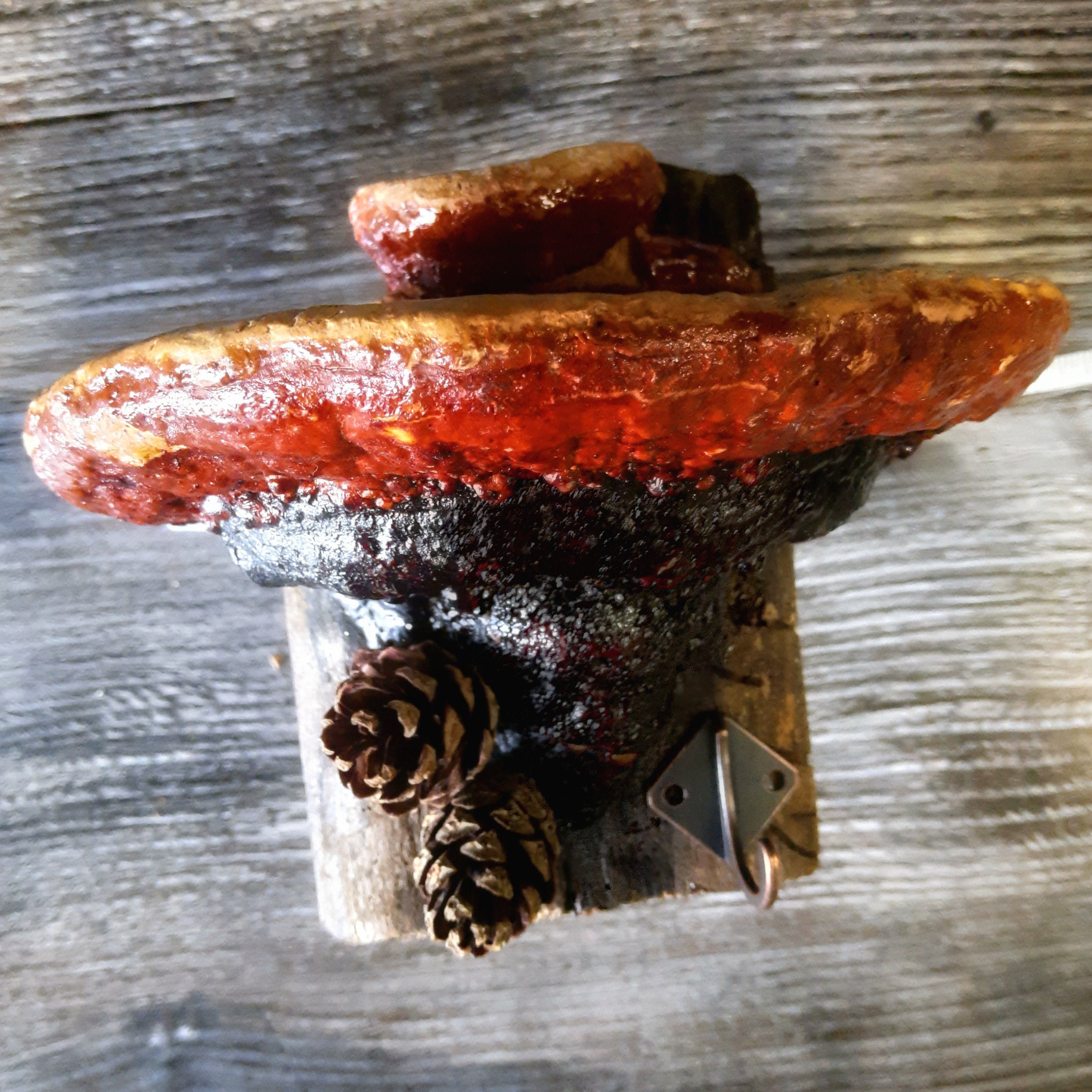 Wall mounted mushroom shelves vegetable decorative mushroom Etsy