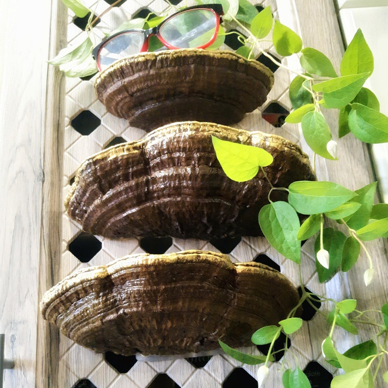 Set of three mushroom shelves forest decor shelf mushroom Etsy