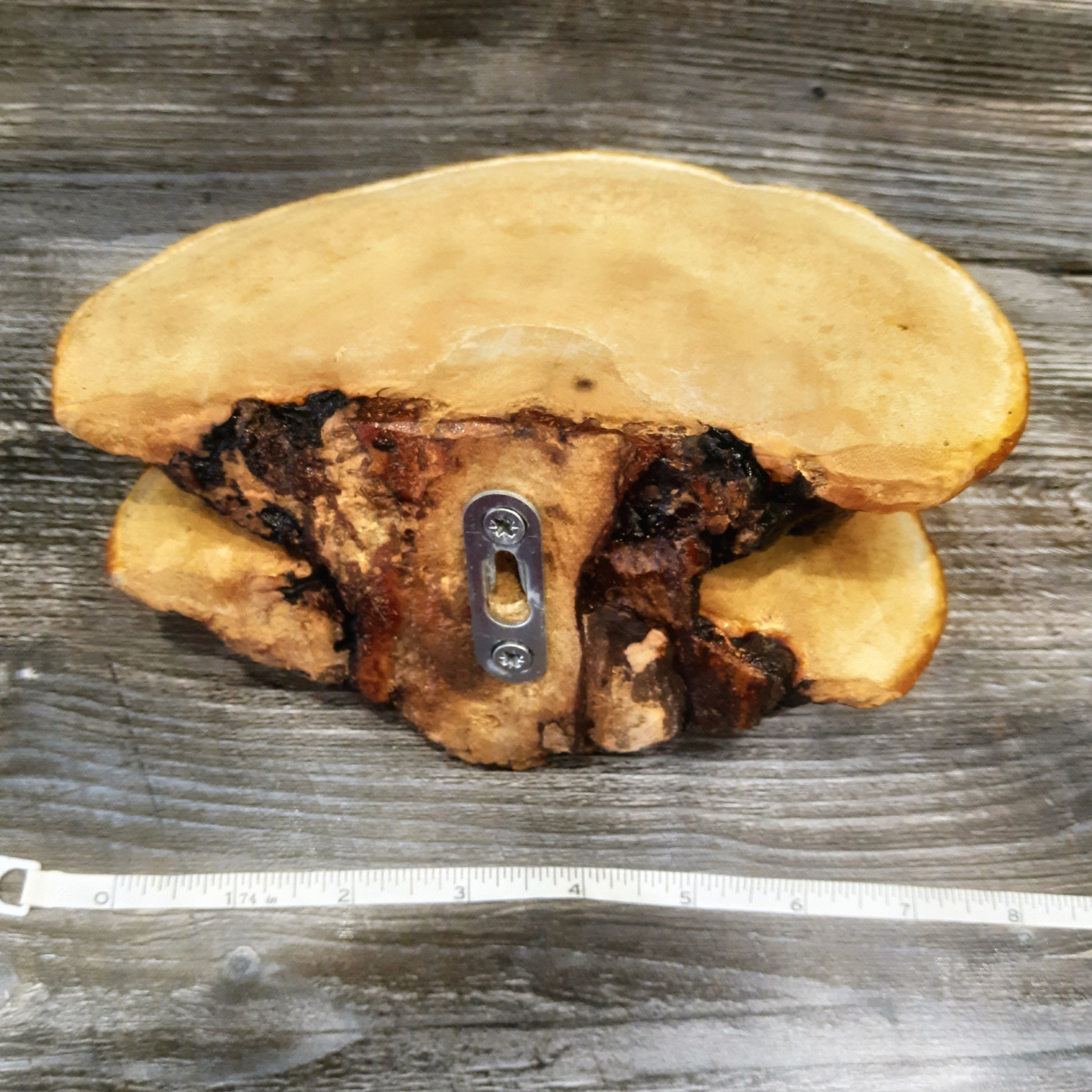 Floating shelves Mushroom shelves forest decor shelf Etsy