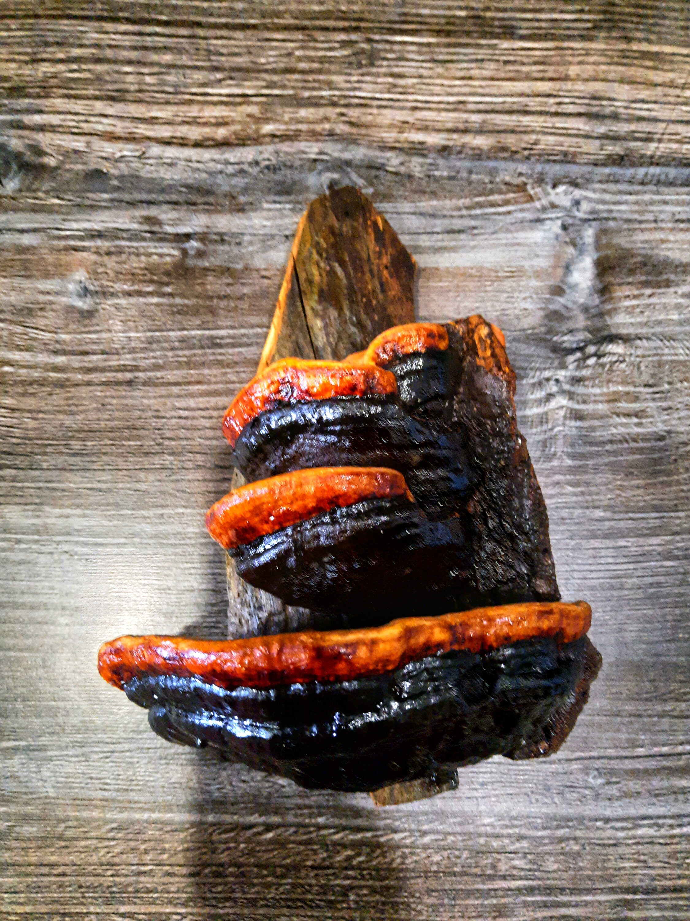 Decorative mushroom shelves shelf decor Mushroom Shelf Forest Etsy