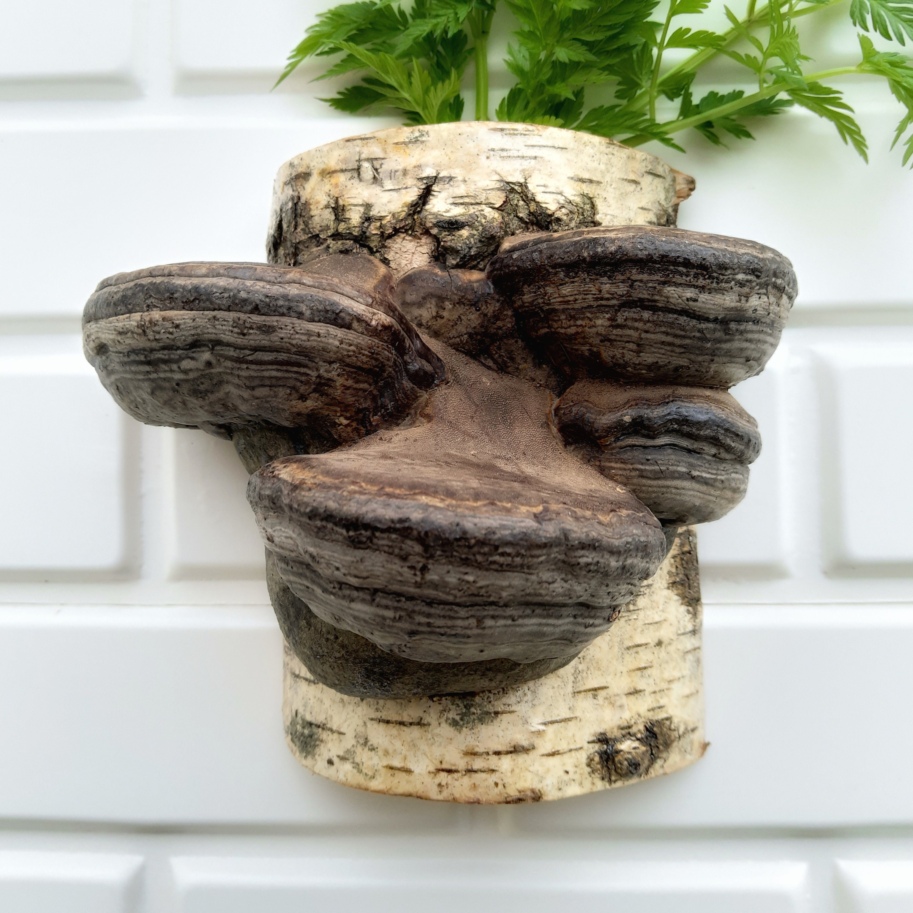 Mushroom tiered shelf Decor Shelf Fungus Shelves Forest Etsy
