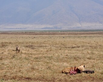 Tanzania Photography Flamingo Flock Stationery Photo Greeting Card Canvas Wall Art Blank Note Card Ngorongoro Crater Giclee