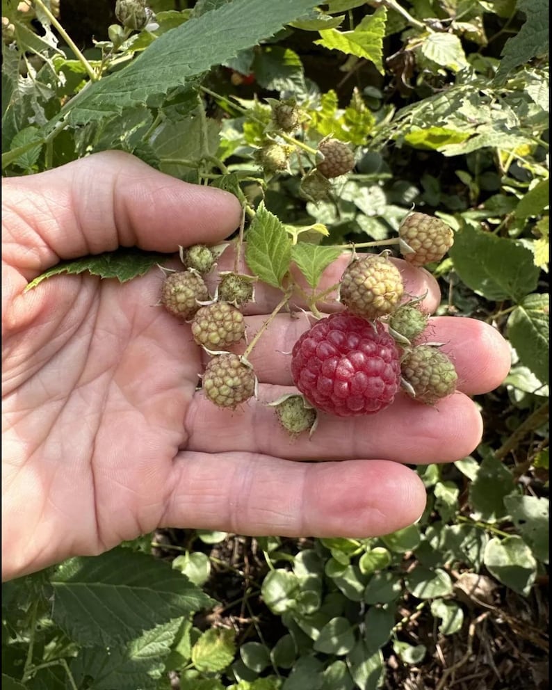Deep Raspberry Five Everbearing Red Raspberry Plants - Etsy