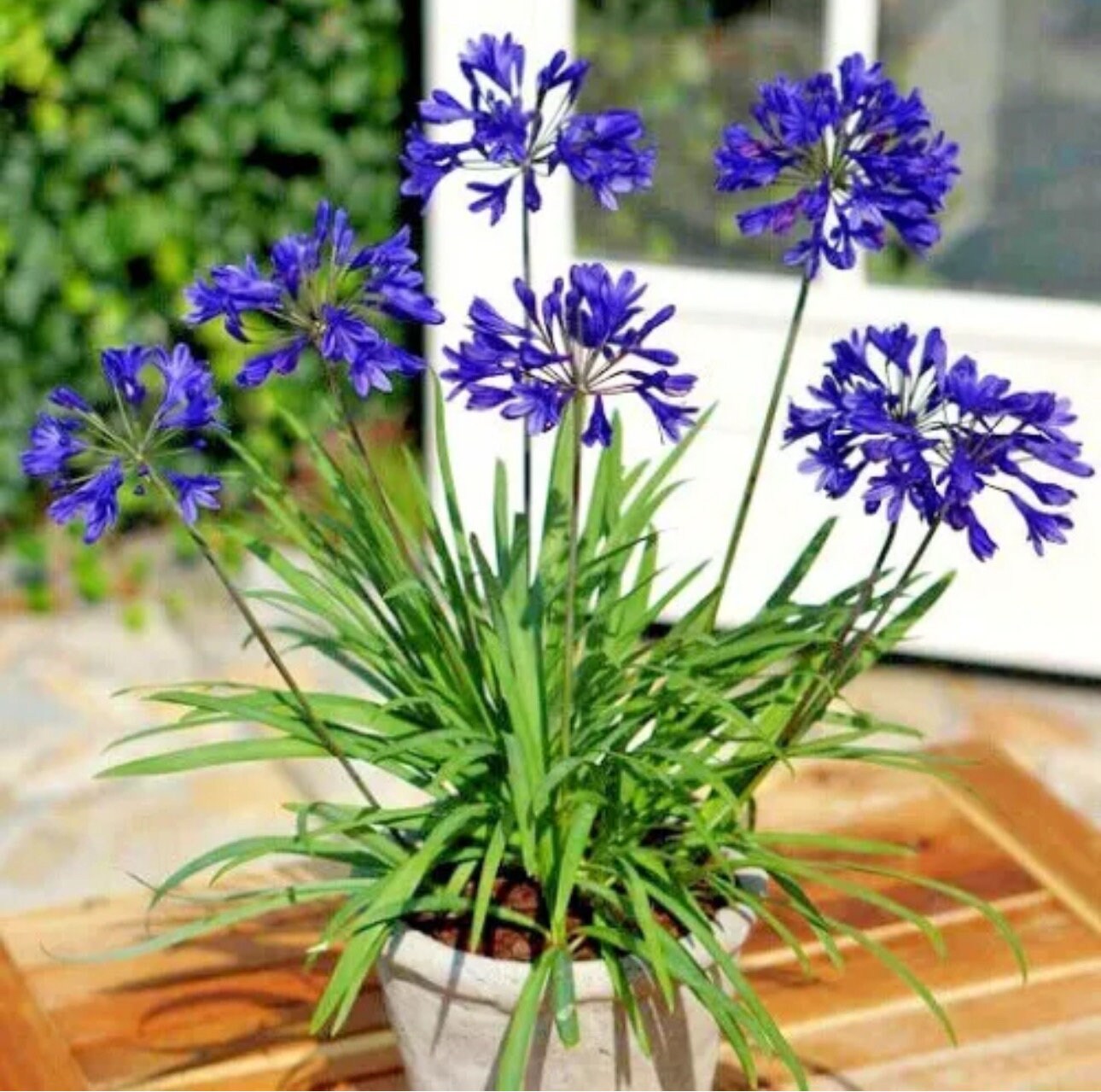 Hardy Agapanthus 20 Seeds. Perennial Zones 610. Huge Blooms Free
