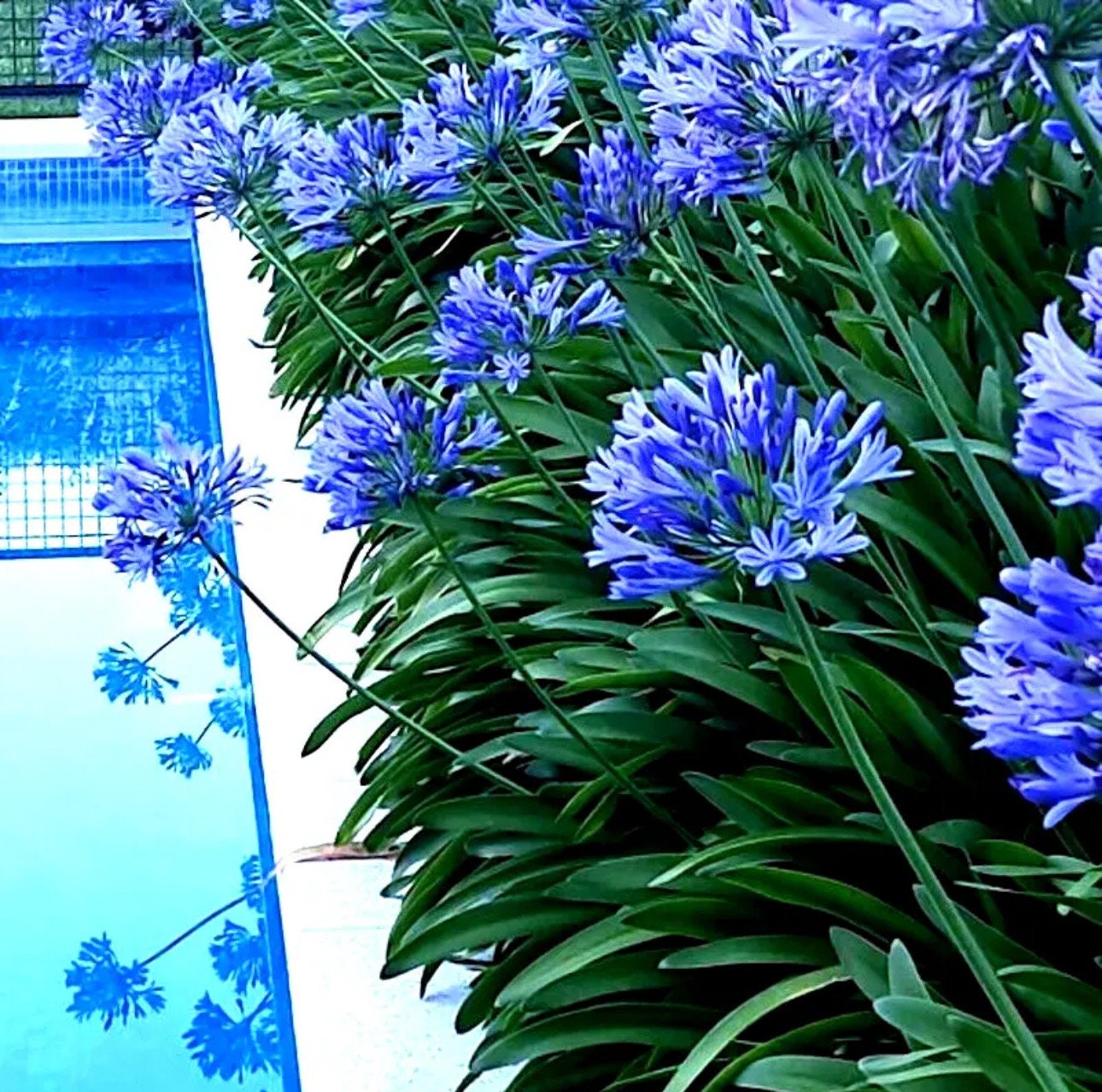 Hardy Agapanthus 20 Seeds. Perennial Zones 610. Huge Blooms Free