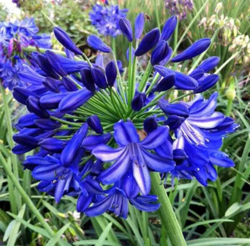 Hardy Agapanthus 20 Seeds. Perennial Zones 610. Huge Blooms Free