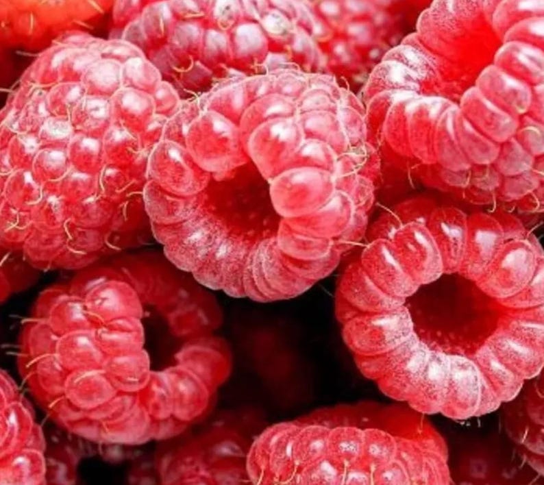 Red Raspberry Varieties Five Everbearing Red Raspberry Plants - Etsy