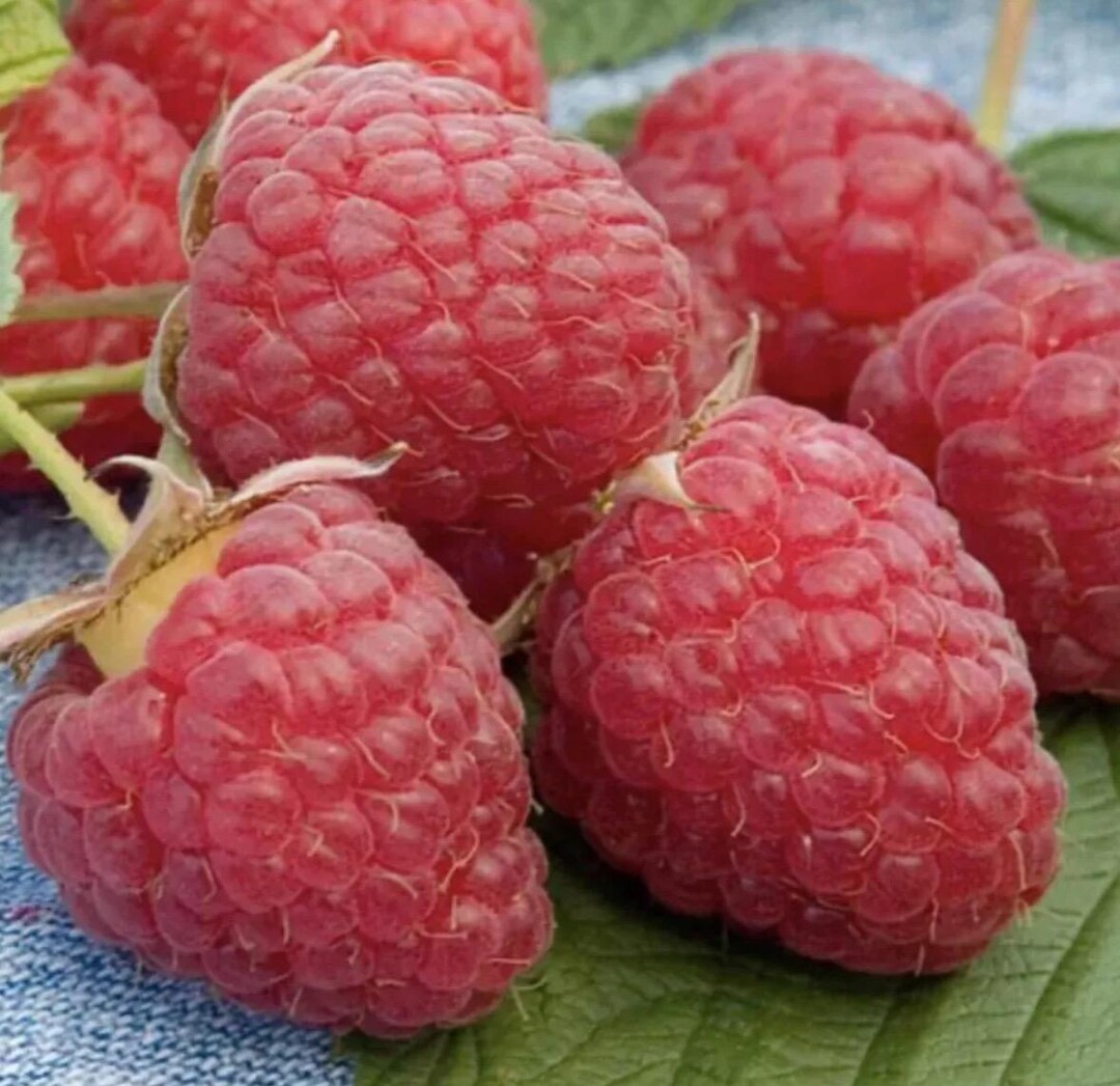 Regal Raspberry Five Everbearing Red Raspberry Plants - Etsy