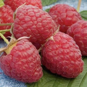 May include: Close-up of several ripe, red raspberries. The berries are clustered together, showcasing their textured surfaces and vibrant color. Green leaves and stems are visible, suggesting a fresh harvest. The image highlights the natural beauty of the fruit.