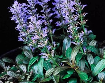 Plantas vivas (mais de 25) de Ajuga Chocolate Chip que adoram sombra.