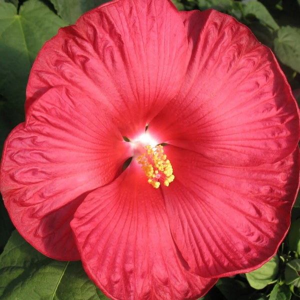 Hardy Dinnerplate Hibiscus (20+) seeds. perennial zones 4-10. Huge  blooms!!!