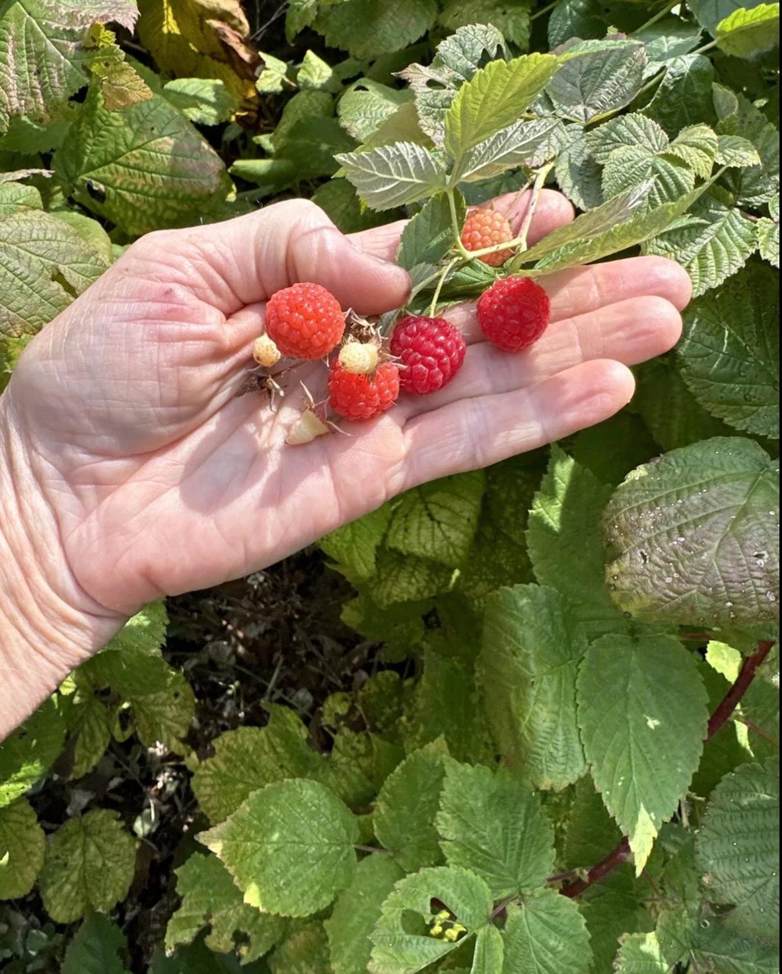 Five Everbearing Red Raspberry Plants - Etsy
