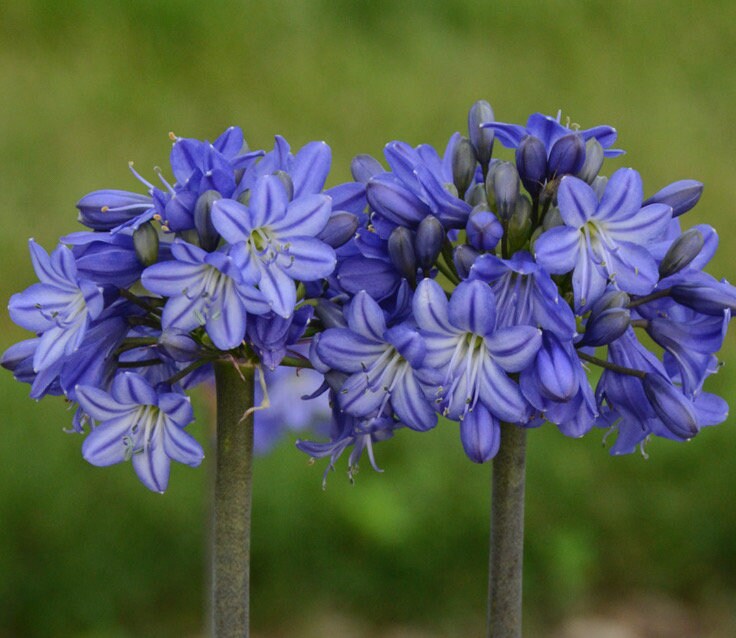 Hardy Agapanthus 20 Seeds. Perennial Zones 610. Huge Blooms Free