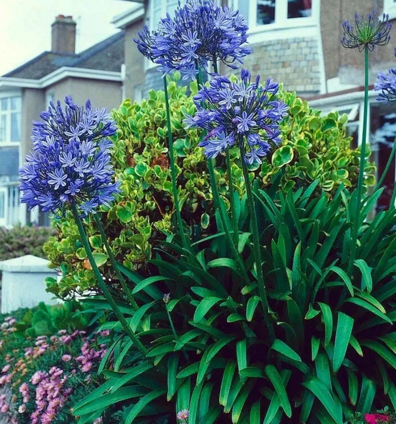 Hardy Agapanthus 20 Seeds. Perennial Zones 610. Huge Blooms Free