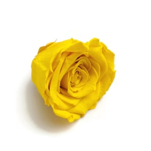 High quality infinity preserved roses, Timeless Rose, Gifts for her, Romantic Rose, Infinity Rose, Roses that last a year, YELLOW Rose