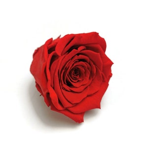 High quality infinity preserved roses, Timeless Rose, Gifts for her, Romantic Rose, Infinity Rose, Roses that last a year, Red Rose