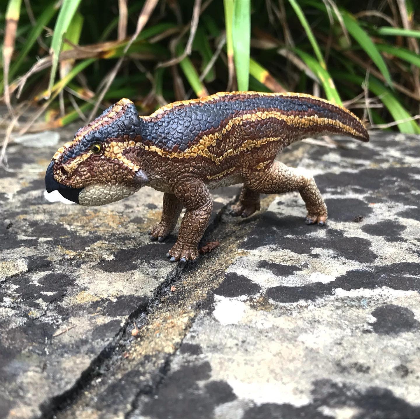 Leptoceratops gracilis 120 dinosaur model kit Etsy