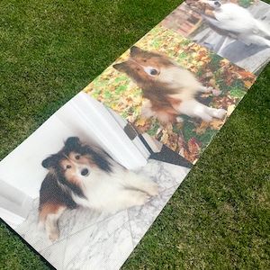 May include: Three photos of a Sheltie dog, a breed of dog known for its long, flowing coat. The dog is pictured in different settings, including a grassy area, a tiled floor, and a path with fallen leaves.