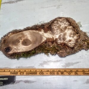 May include: A natural wood slice with a large, hollowed-out center. The wood is a light brown color with a natural, rough texture. The slice is covered in moss and has a unique, organic shape.