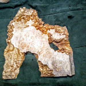 May include: A piece of wood with a unique burl pattern. The wood is light brown with white and gold accents. The wood is irregularly shaped and has a rough texture.