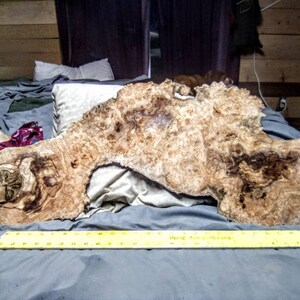 May include: A large, irregularly shaped piece of wood with a unique burl pattern. The wood is light brown with dark brown streaks and knots. It is lying on a gray fabric surface and is being measured with a yellow ruler.