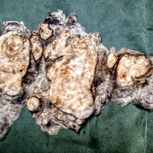 May include: A close-up of a piece of wood with a unique burl pattern. The wood is light brown with dark brown streaks and knots. The surface is smooth and polished.