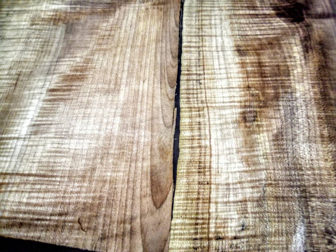 テリ・ワイフェンバック Between Maple and Chestnut Between Maple and Chestnut | Terri Weifenbach テリ・ワイ