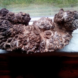 1  Maple  Burl Wedge  &quot; Spaulted!!..21&quot;x8&quot;x7&quot;