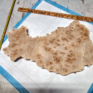 May include: A large piece of wood with a unique burl pattern. The wood is light brown in color and has a natural, organic shape. The wood is approximately 18 inches wide and 24 inches long.