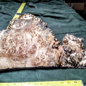 Maple Burl Slab 17&quot;x11&quot;x1 1/8&quot;