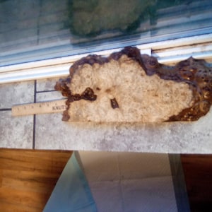 May include: A live edge wood slab with a light tan and dark brown color. The slab has a unique, organic shape and texture. A wooden ruler with the text "KNUTS" is placed near the slab. The slab is approximately 20 inches long.