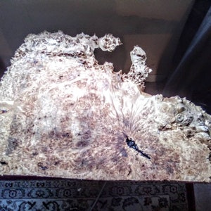 May include: A large, irregularly shaped piece of wood with a unique, swirling grain pattern. The wood is light brown with dark brown streaks and knots. It appears to be a burl, a type of wood growth that is highly prized for its beauty and unique character.