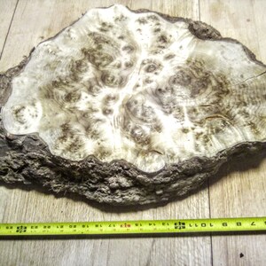 May include: A large, irregularly shaped slab of wood with a natural, burled pattern. The wood is light brown with dark brown streaks and knots. The slab is approximately 18 inches in diameter.