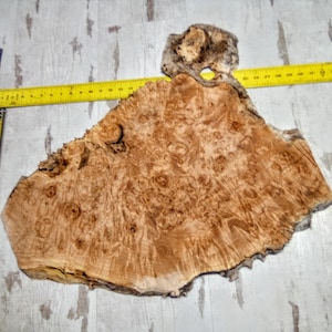 May include: A large, irregularly shaped piece of wood with a unique burl pattern. The wood is light brown with darker brown swirls and knots. The wood is approximately 18 inches wide and 24 inches long.
