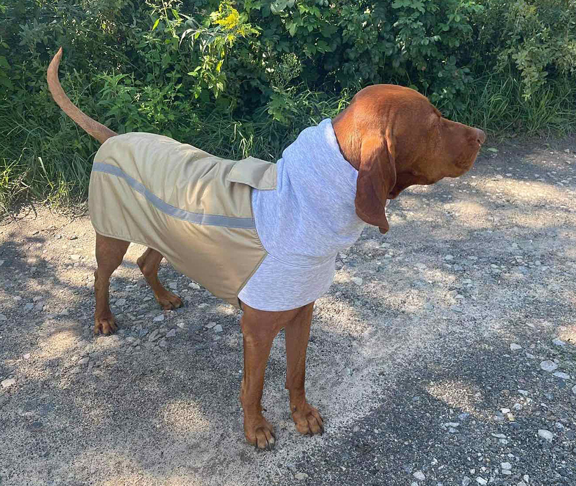 fleece jacket for vizsla