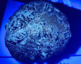 Kentucky Agate, yellow and purple banding, UV REACTIVE cut and unpolished