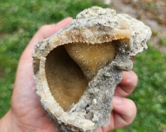 Calcite Whelk Fossil UV Reactive