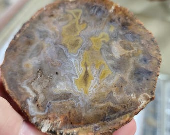 Kentucky agate with yellow and light blue banding, cut and unpolished