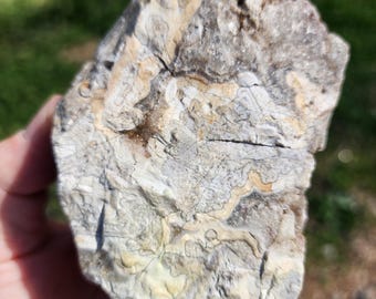 Rough Mexican Crazy Lace Agate Specimen