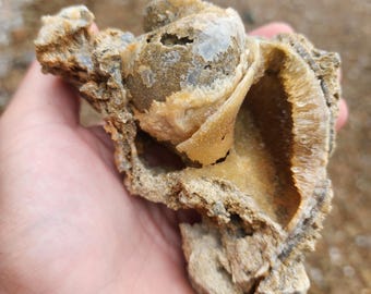 Calcite Whelk Fossil UV Reactive