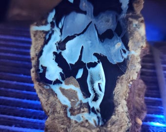 Polished Eden Valley Petrified Wood with Agate specimen UV reactive