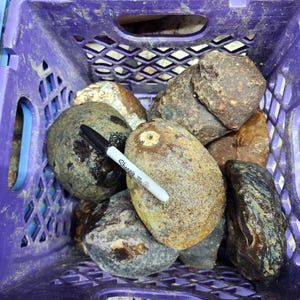 May include: A purple plastic crate filled with various rocks and stones. The rocks are in shades of brown, gray, and tan, with a variety of textures. A black and silver Sharpie pen rests on top of the rocks. The crate has the number "4.05" written on it.